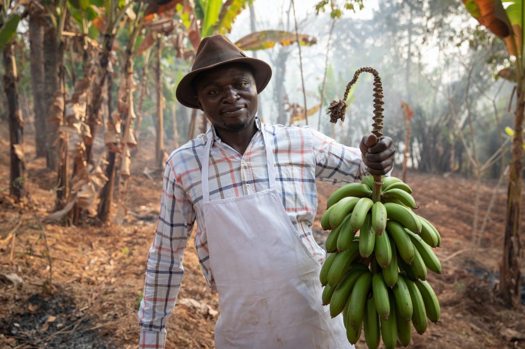 An African farmer with a bunch of plantain bananas just harvested from his plantation